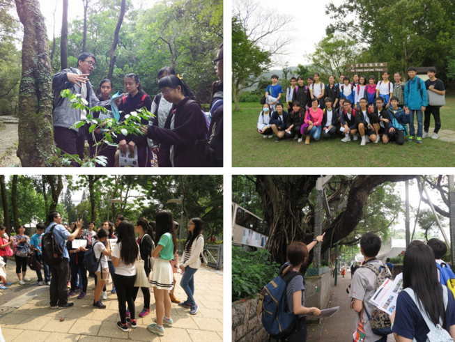 參加同學曾到不同的地方了解植物和樹木管理。(左上：大埔滘自然護理區；右上：大棠植林區；左下：維多利亞公園；右下：栢麗購物大道)
