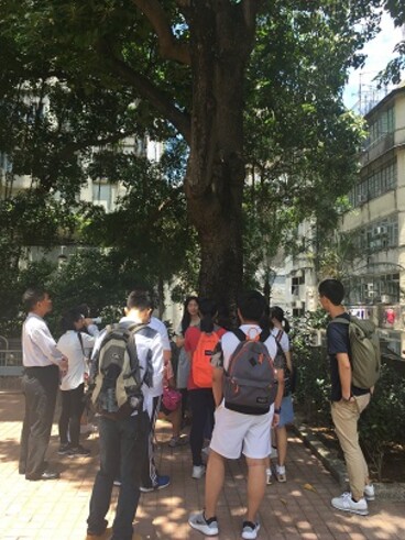  Speaker Ms. Wong Ka Yi was explaining the health situation of the four large Banyan trees. 