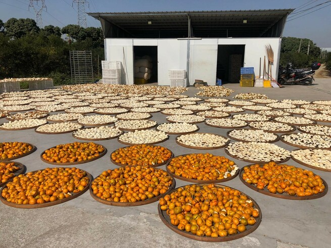 Visiting the planting base of Xinhui Chenpi (Tangerine peel)